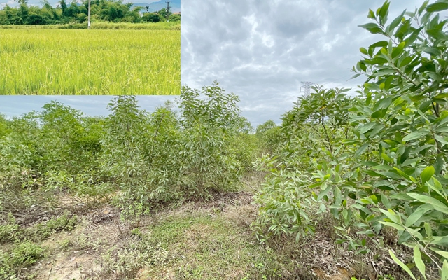 Quảng Ngãi: Báo cáo khẩn việc tăng diện tích chuyển đổi đất rừng, lúa làm cao tốc Bắc - Nam 