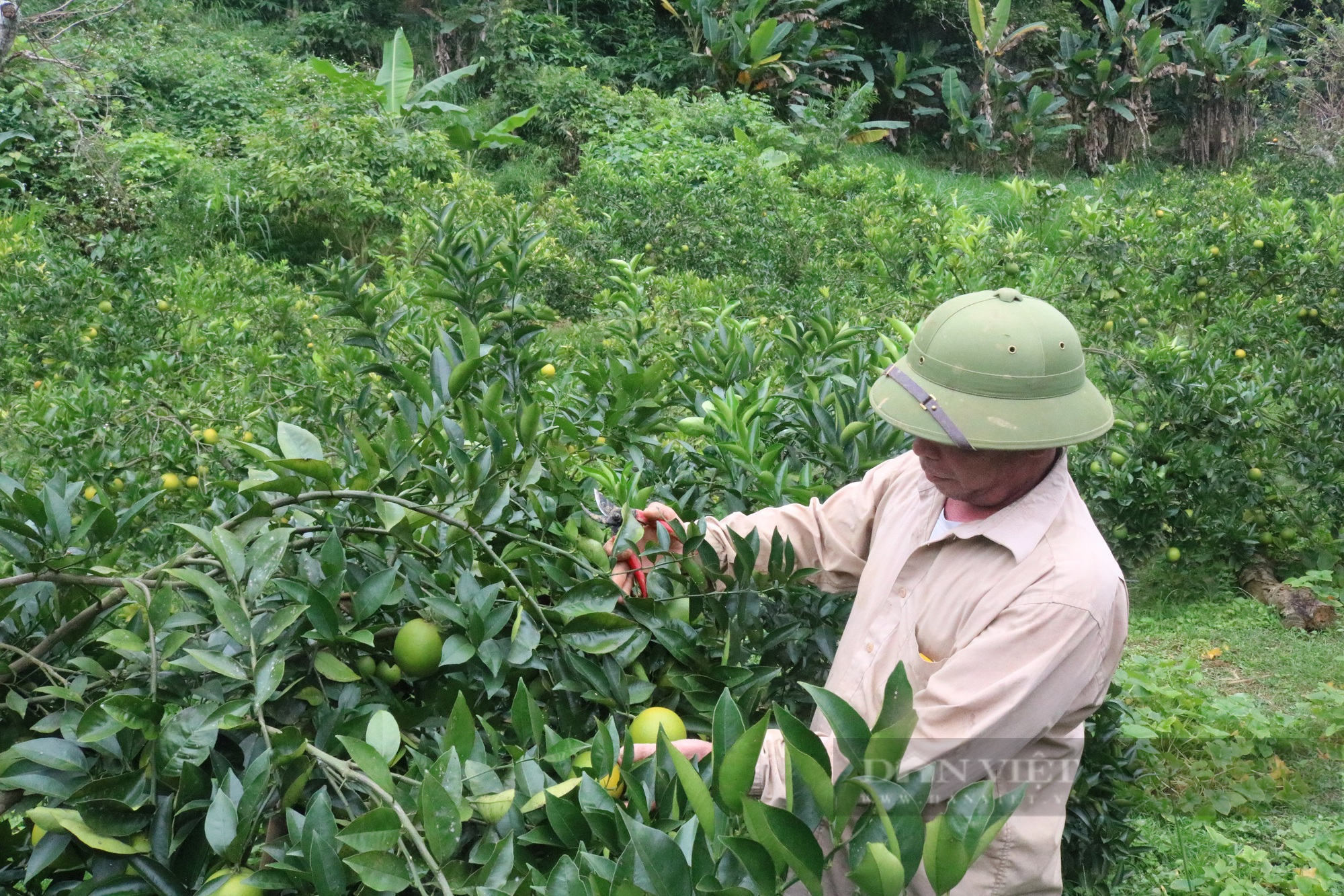 Giám đốc HTX Sơn La bỏ cà phê trồng cây ăn quả - Ảnh 2.