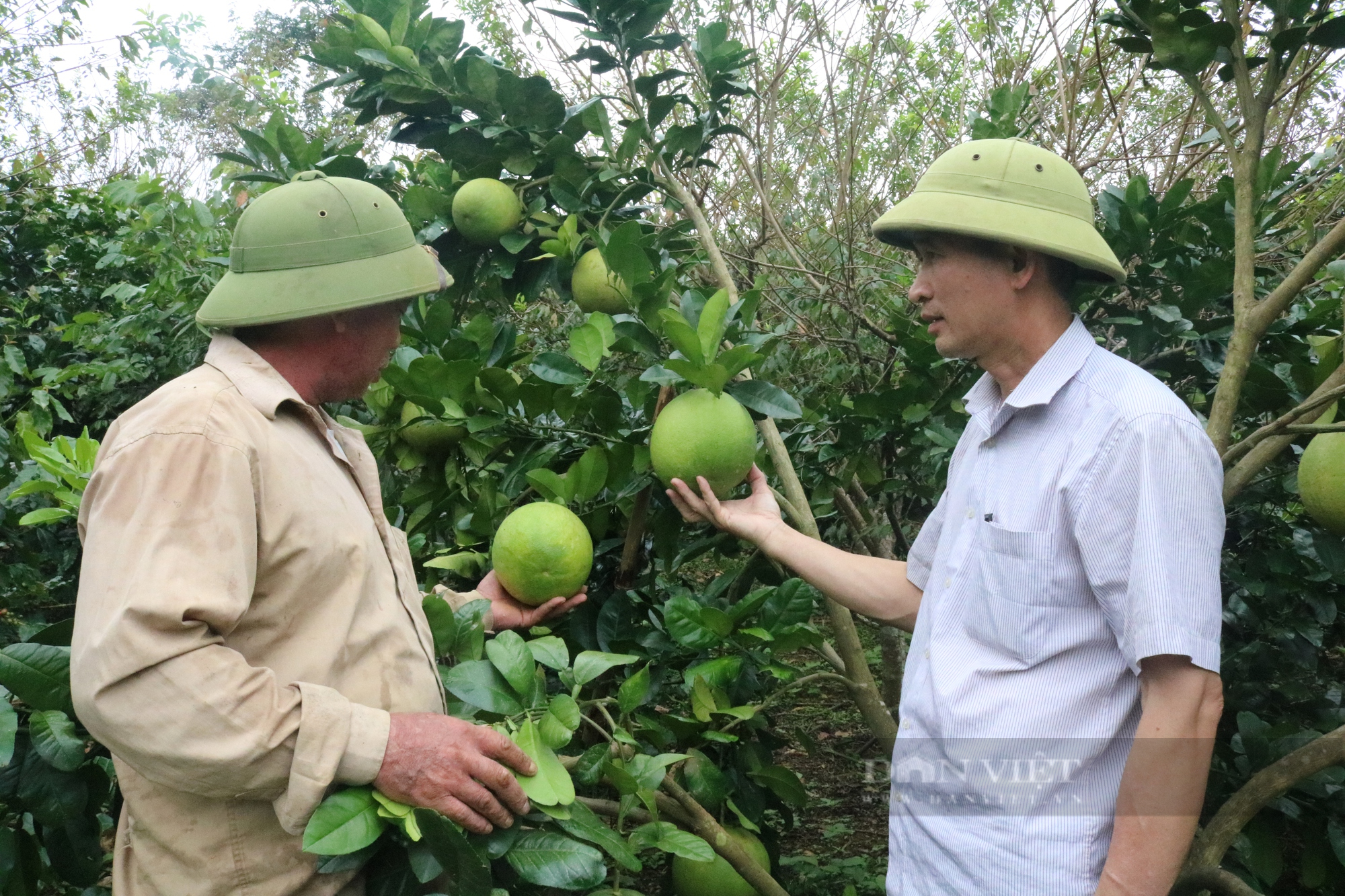 Giám đốc HTX Sơn La bỏ cà phê trồng cây ăn quả - Ảnh 4.