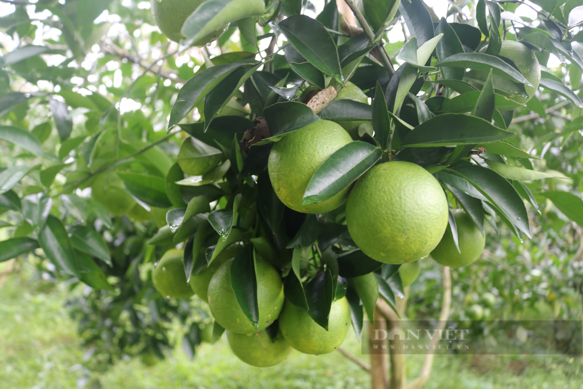 Giám đốc HTX Sơn La bỏ cà phê trồng cây ăn quả - Ảnh 3.