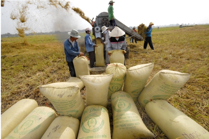 Giá gạo Việt Nam lên mức cao nhất trong 2 năm - Ảnh 1.