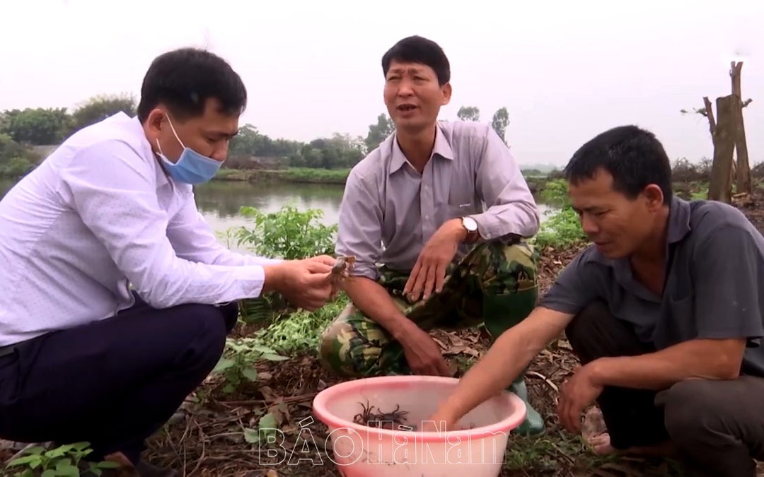 Nuôi cua đồng cho ăn cám nấu cá dọn bể ở ruộng bỏ hoang, ông nông dân Hà Nam kiếm bộn tiền