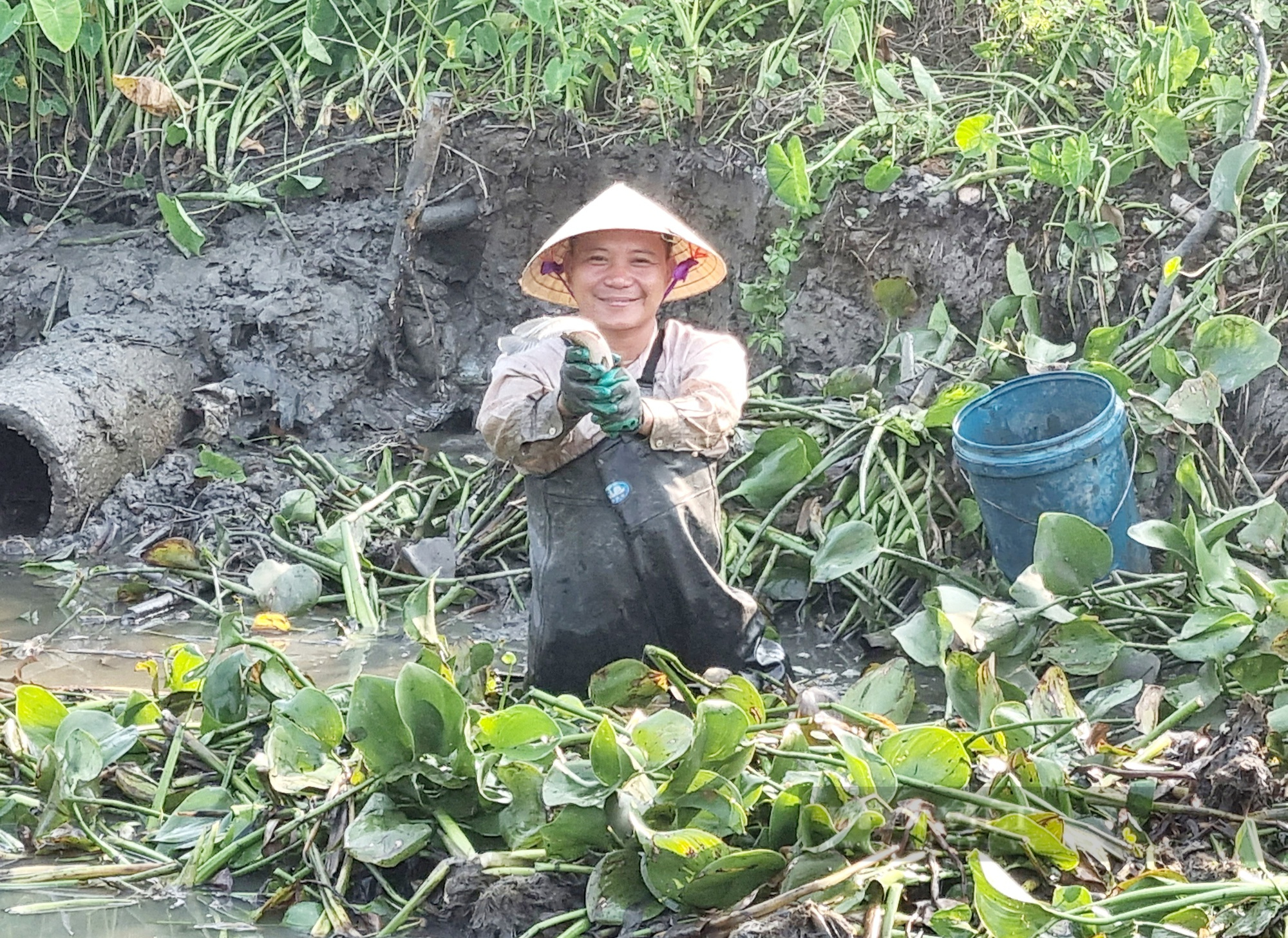 Bất ngờ hút cạn một khúc mương bắt toàn cá lóc, rô đồng “khủng” - Ảnh 4.