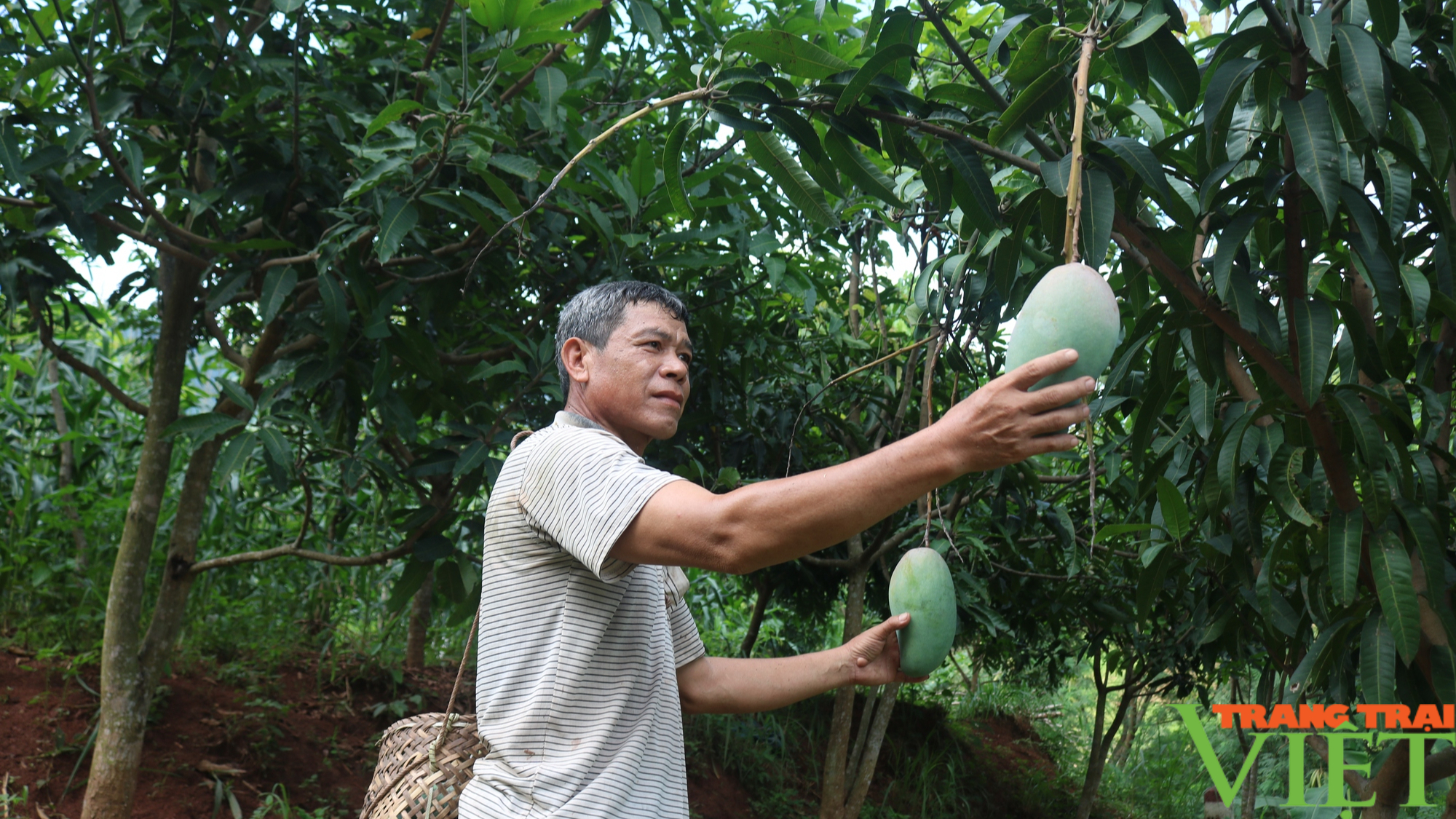 Nông dân Sơn La góp đồng lòng, góp sức xây dựng NTM - Ảnh 7.