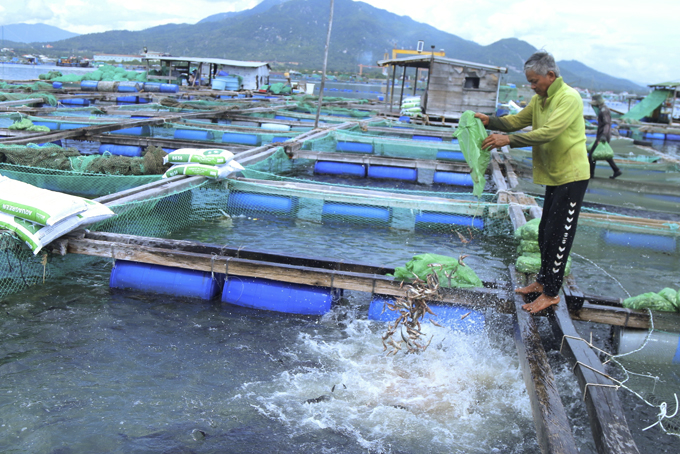 Tỷ phú nông dân nuôi cá trên biển Khánh Hòa, doanh thu 25-30 tỷ, từng một thời &quot;làm than thổ phỉ&quot; - Ảnh 3.
