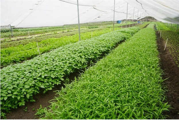 Doanh nghiệp trồng rau mầm hữu cơ nỗ lực đưa sản phẩm đạt OCOP - Ảnh 1.
