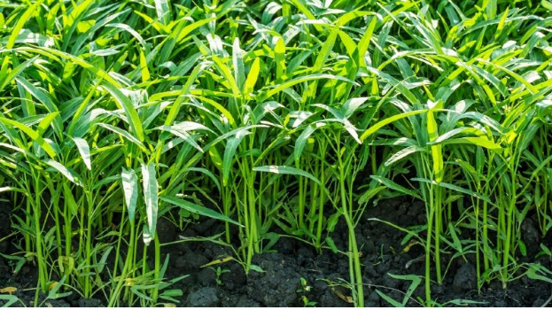 Doanh nghiệp trồng rau mầm hữu cơ nỗ lực đưa sản phẩm đạt OCOP - Ảnh 5.