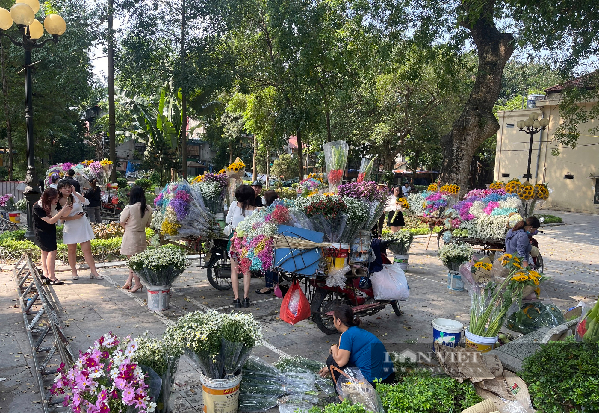 Biên tập viên xinh đẹp &quot;check-in&quot; bên cúc họa mi đầu mùa - Ảnh 1.