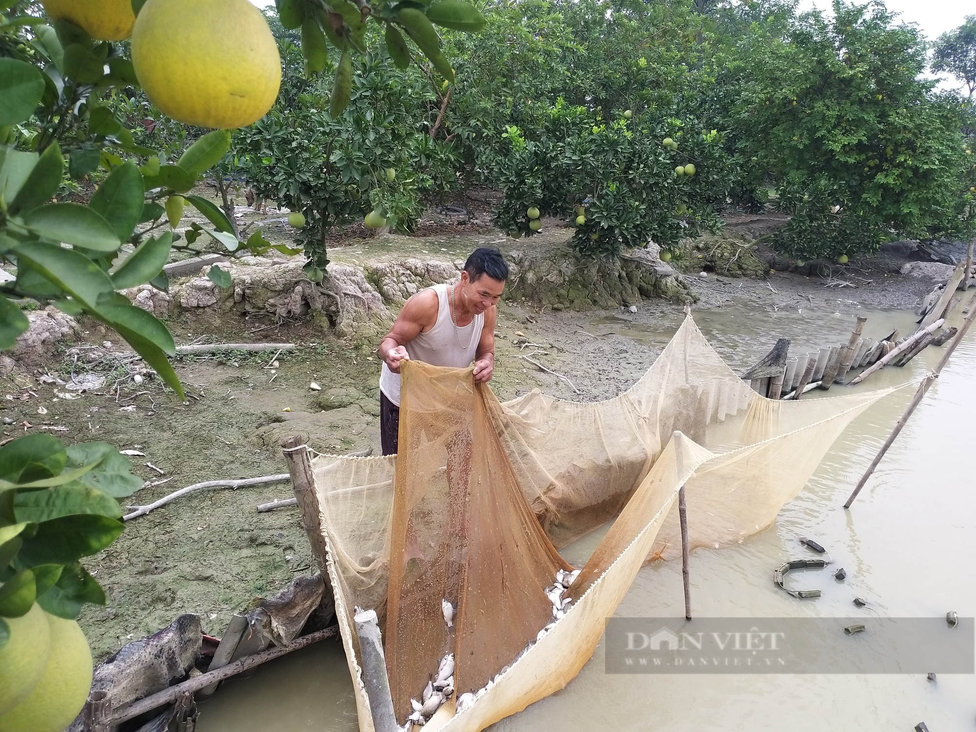 Những giáo dân tiên phong sống tốt đời, đẹp đạo ở Thanh Oai: Triệu phú đa canh ở thôn Trên (Bài 1) - Ảnh 4.