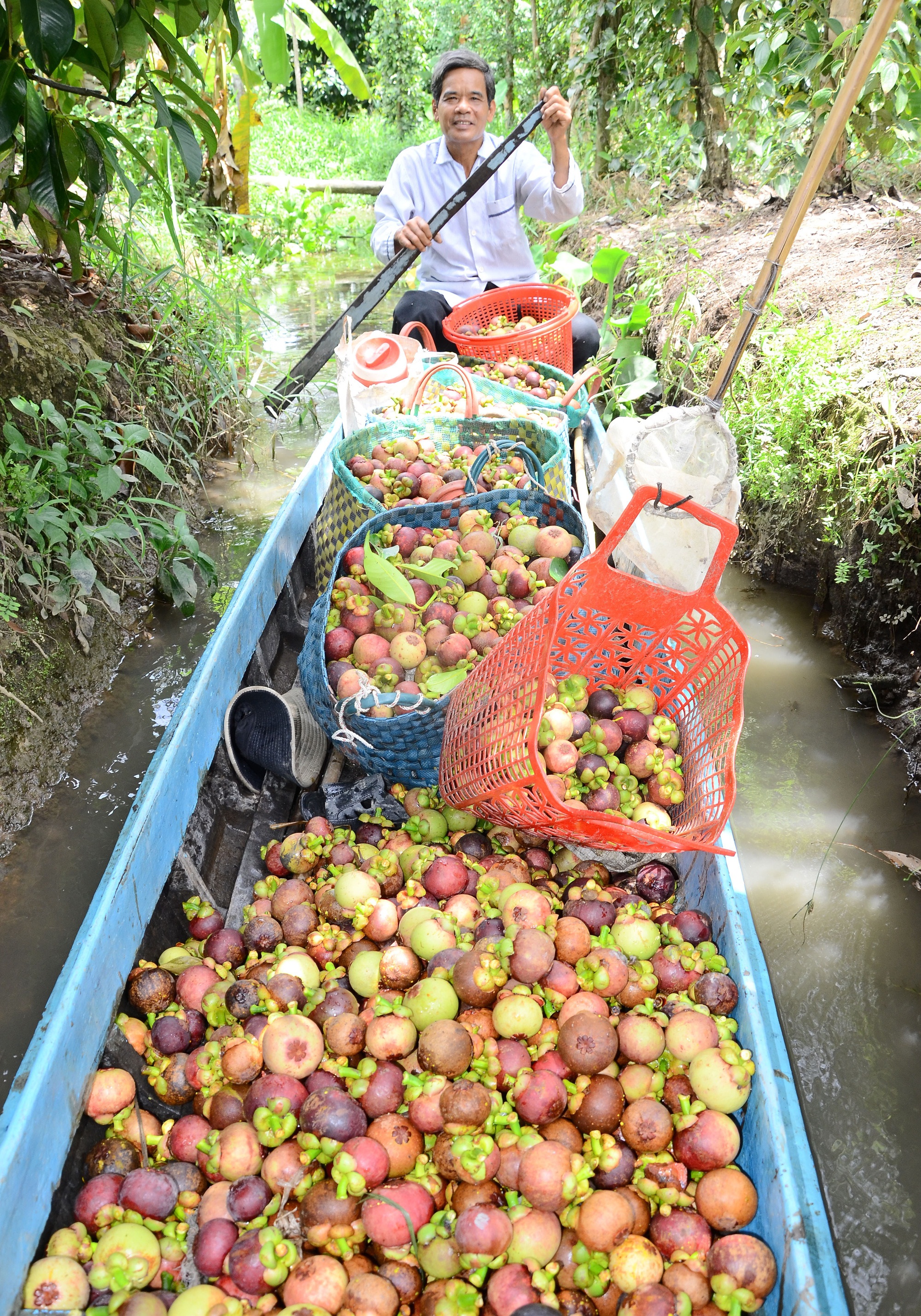 Nông dân xã Ngọc Hòa ở Kiên Giang ngày càng khấm khá với nghề làm vườn, trồng trái cây đặc sản  - Ảnh 1.