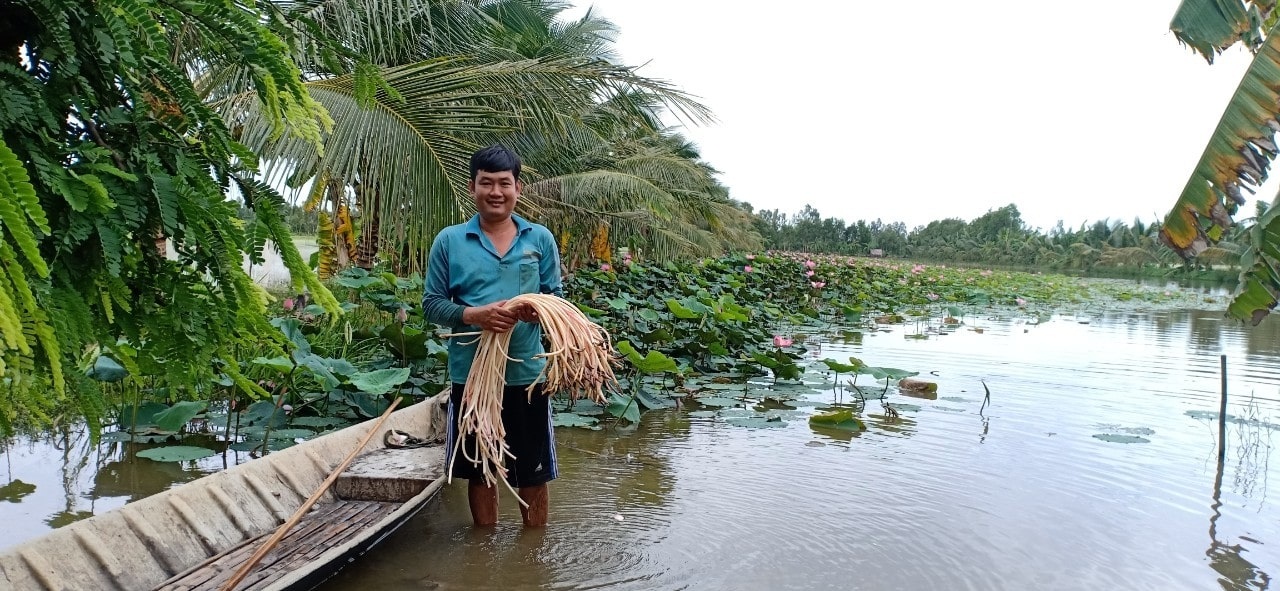 Phong Điền Xây dựng và phát triển mô hình trồng sen