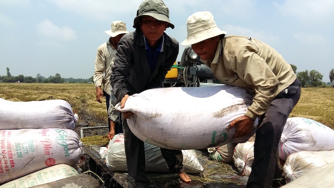 Gạo Việt Nam tiếp tục tăng giá sau khi Ấn Độ hạn chế xuất khẩu - Ảnh 1.