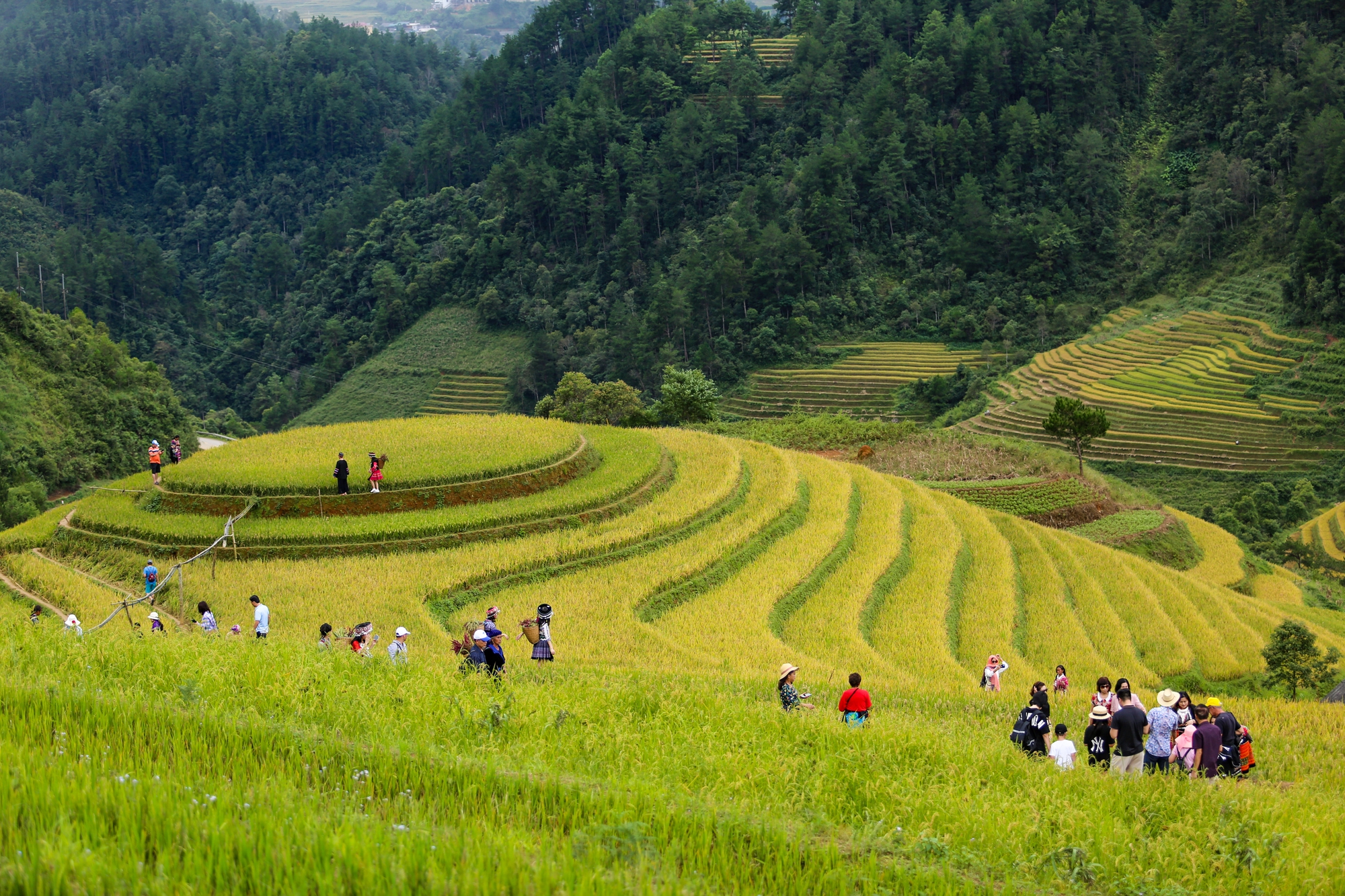 Khách tây, khách ta chen nhau chụp ảnh mùa vàng tại Mù Cang Chải - Ảnh 8.