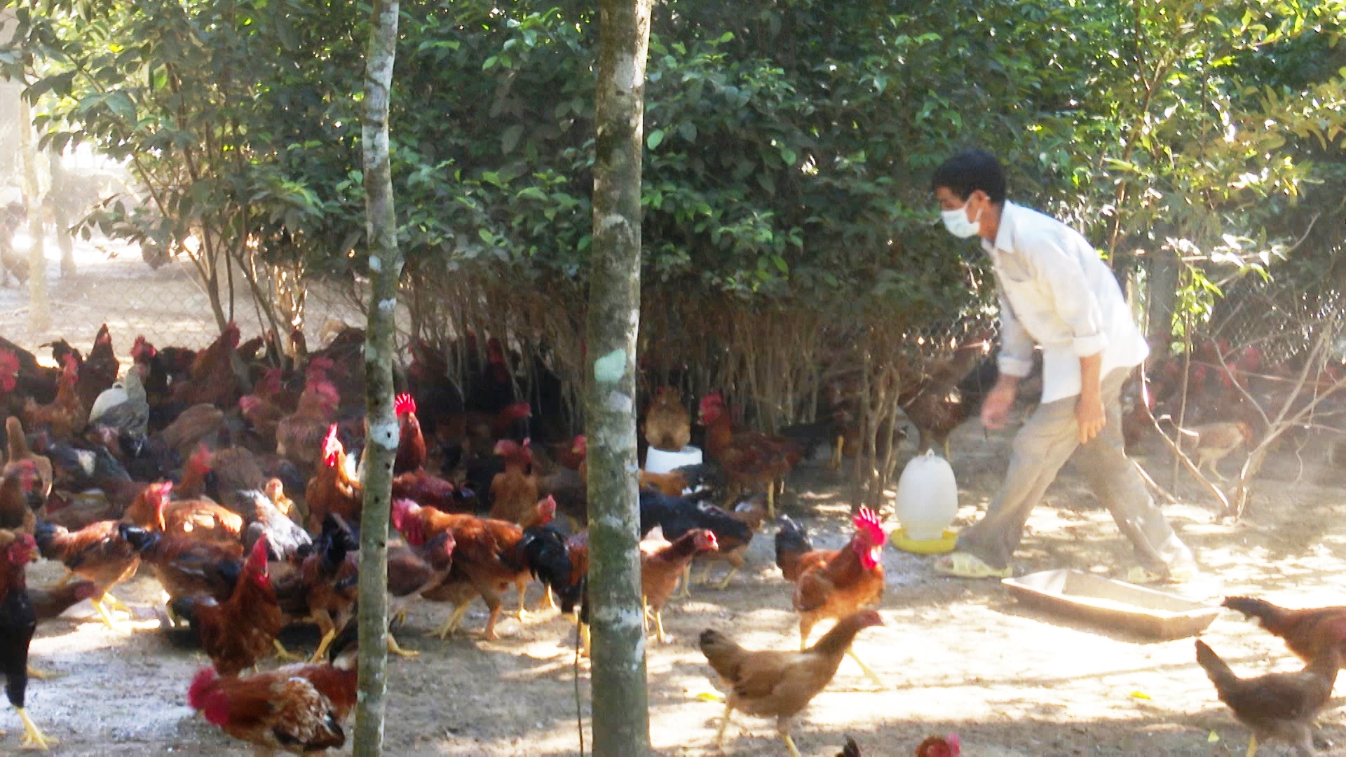 Quảng Nam: Lão nông 65 tuổi trở thành triệu phú nhờ nuôi gà thịt, gà đẻ - Ảnh 1.