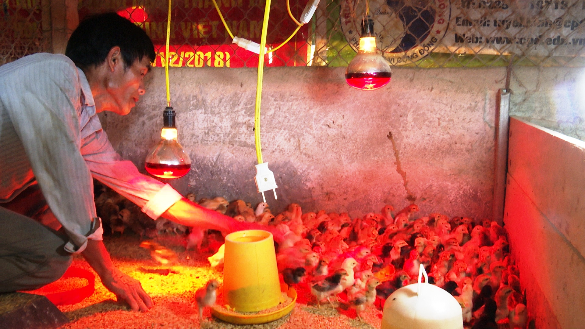 Quảng Nam: Lão nông 65 tuổi trở thành triệu phú nhờ nuôi gà thịt, gà đẻ - Ảnh 2.