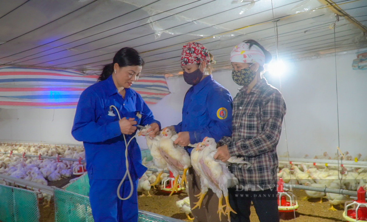 Khởi nghiệp ở tuổi 40, nữ nông dân Vĩnh Phúc xuất sắc lọt top 100 nông dân Việt Nam xuất sắc năm 2022 - Ảnh 3.