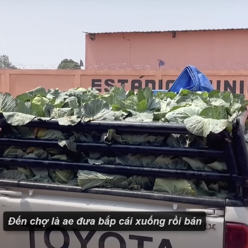 Cận cảnh nông trại xanh mướt rau củ của Quang Linh Vlog: Củ khoai tây to gấp 3-4 lần ở Việt Nam - Ảnh 11.