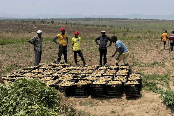 Cận cảnh nông trại xanh mướt rau củ của Quang Linh Vlog: Củ khoai tây to gấp 3-4 lần ở Việt Nam - Ảnh 3.