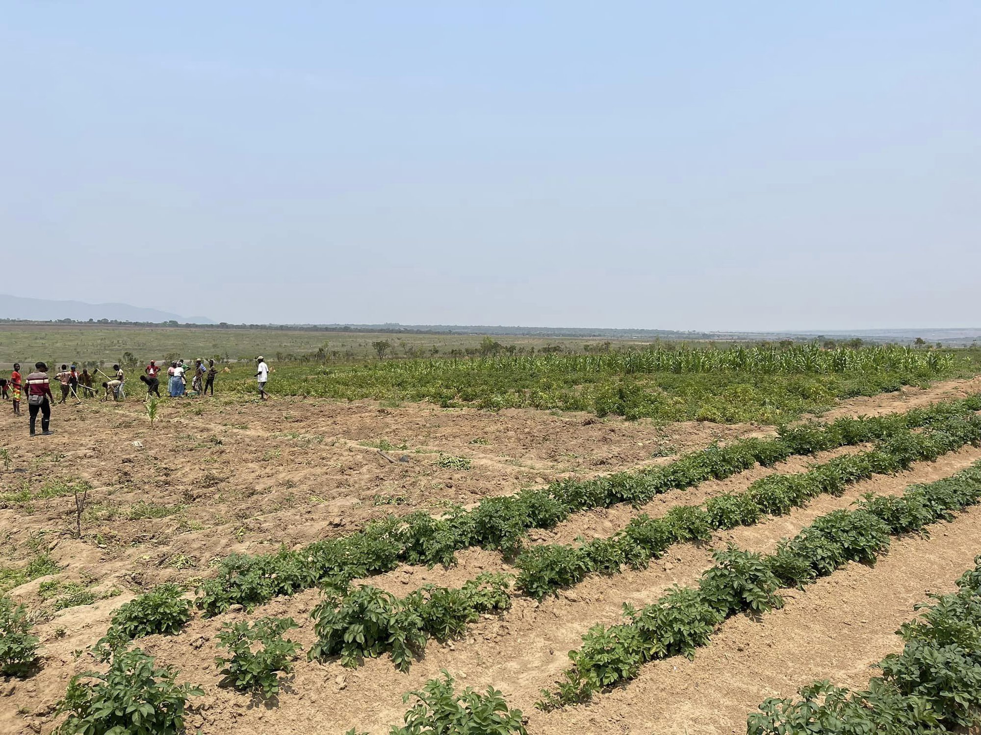 Cận cảnh nông trại xanh mướt rau củ của Quang Linh Vlog: Củ khoai tây to gấp 3-4 lần ở Việt Nam - Ảnh 5.