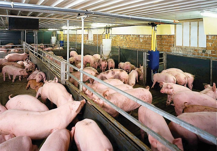 Giá lợn hơi tăng mạnh, người chăn nuôi chờ tín hiệu thị trường mới - Ảnh 1.