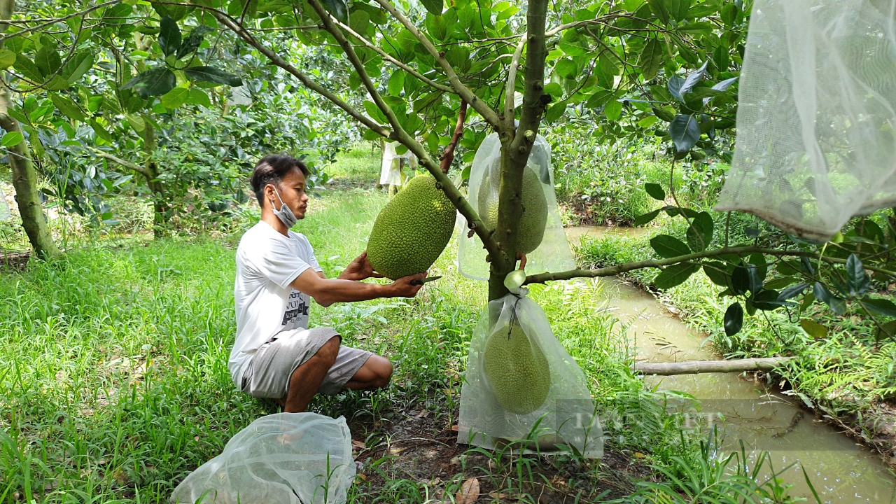 Giá mít Thái hôm nay 4/10: Từ nay đến Tết Nguyên đán 2023, giá mít Thái tăng? - Ảnh 1.