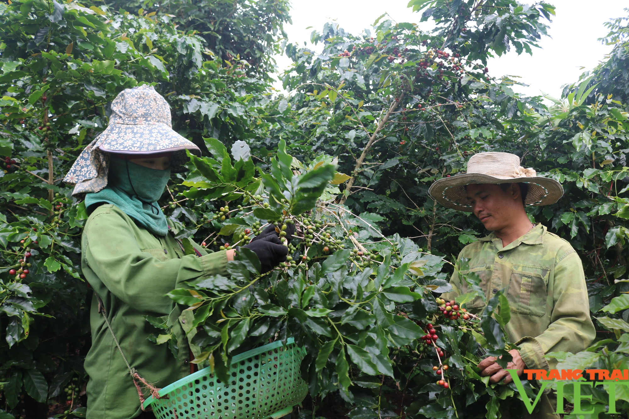 Cà phê vùng cao Sơn La được giá, nông dân phấn khởi - Ảnh 3.