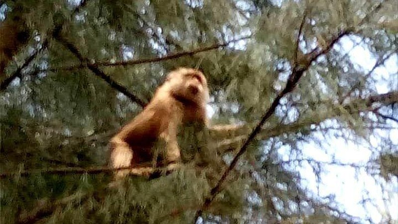 Một con khỉ lại xổng chuồng ở Phú Quý của Bình Thuận chui qua cửa sổ cắn vào tay trẻ mầm non - Ảnh 1.