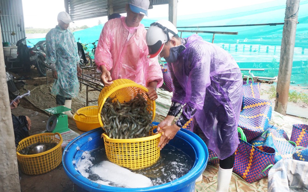 VASEP: Cáo buộc ngành tôm Việt Nam lạm dụng lao động là vô căn cứ - Ảnh 2.