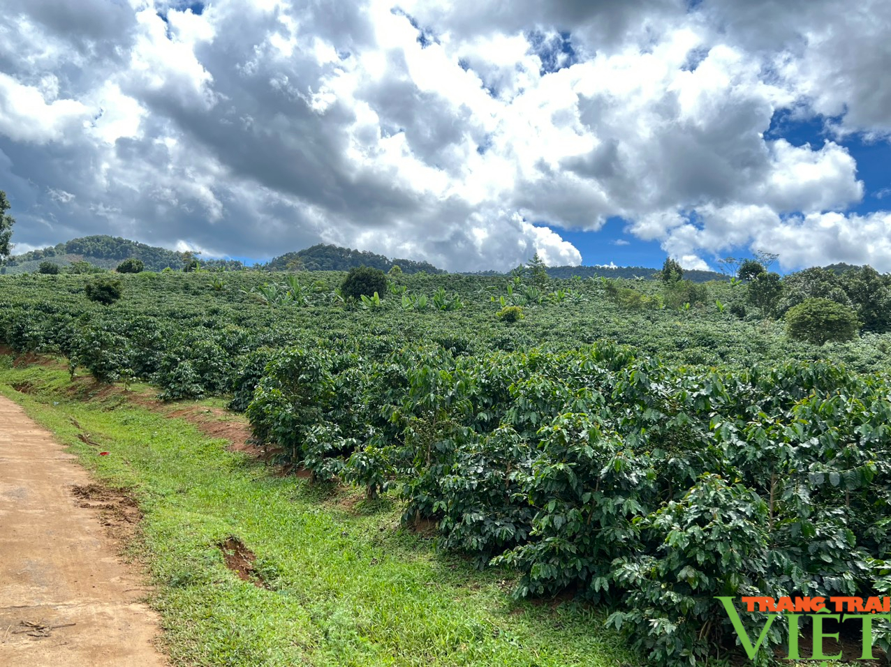 Cà phê vùng cao Sơn La được giá, nông dân phấn khởi - Ảnh 5.