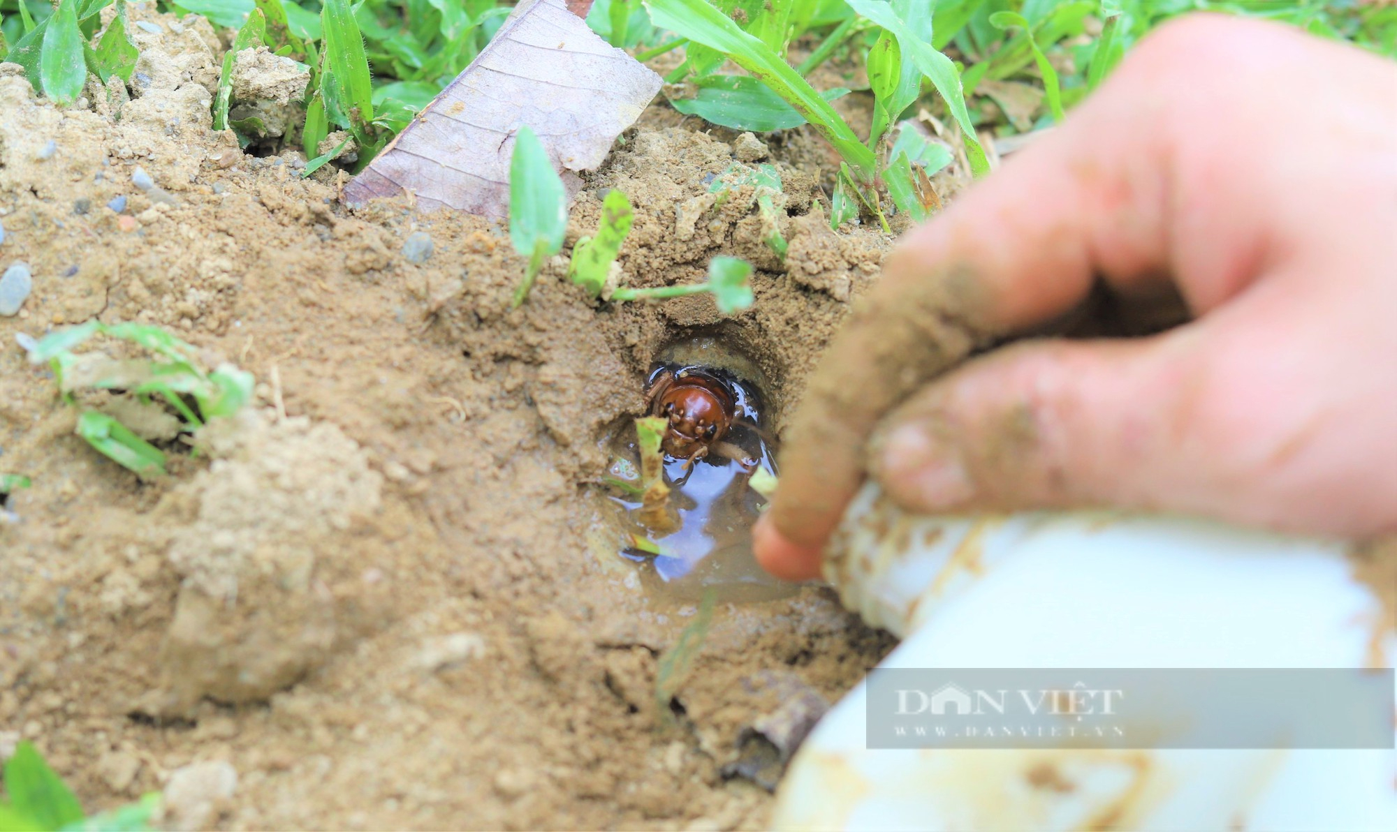 Hà Tĩnh: Về với người dân miền núi, để xem người dân &quot;săn&quot; dế mèn - Ảnh 5.