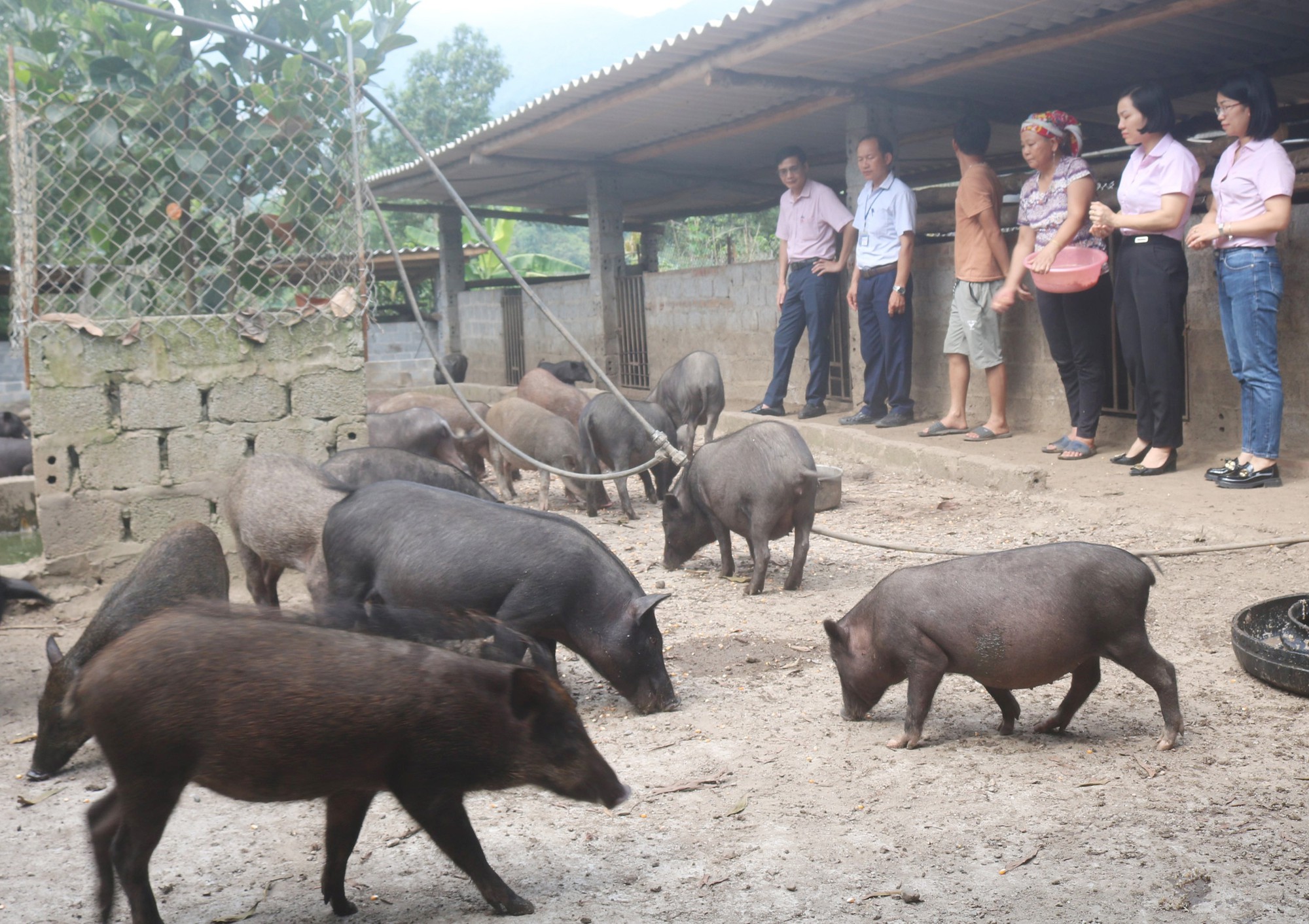 Nông dân Bát Xát ở Lào Cai nuôi thứ lợn gì mà bán giống hay bán thịt đều đắt hàng? - Ảnh 1.