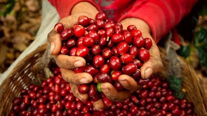 Giá cà phê sẽ tiếp tục giảm, dự báo &quot;nóng&quot; về vụ thu hoạch của Việt Nam - Ảnh 2.