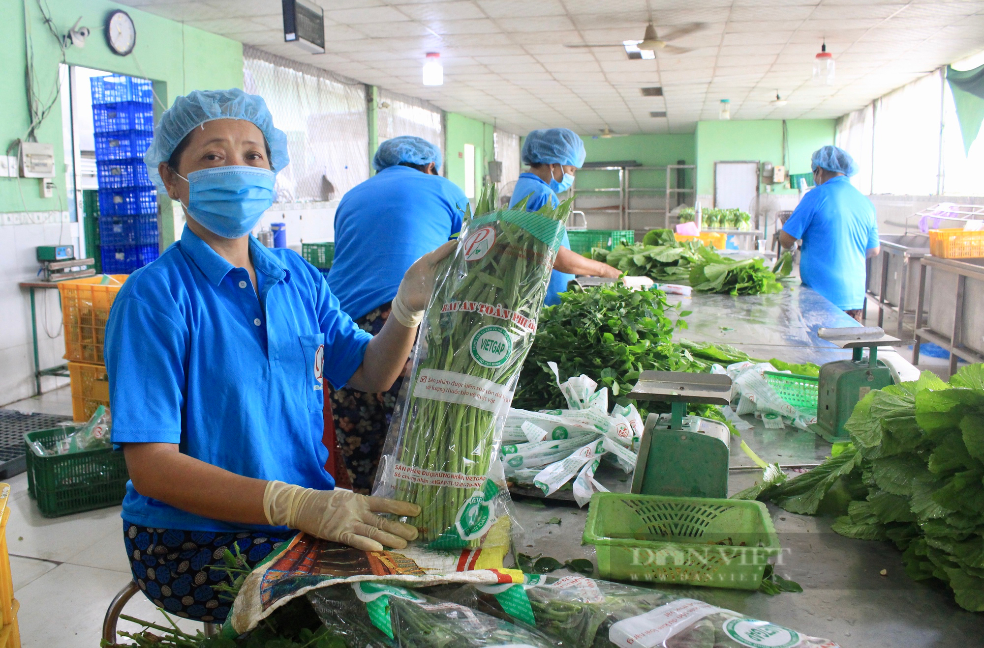 HTX Phước An: Đơn vị đầu tiên có rau được công nhận OCOP tại TP.HCM - Ảnh 1.