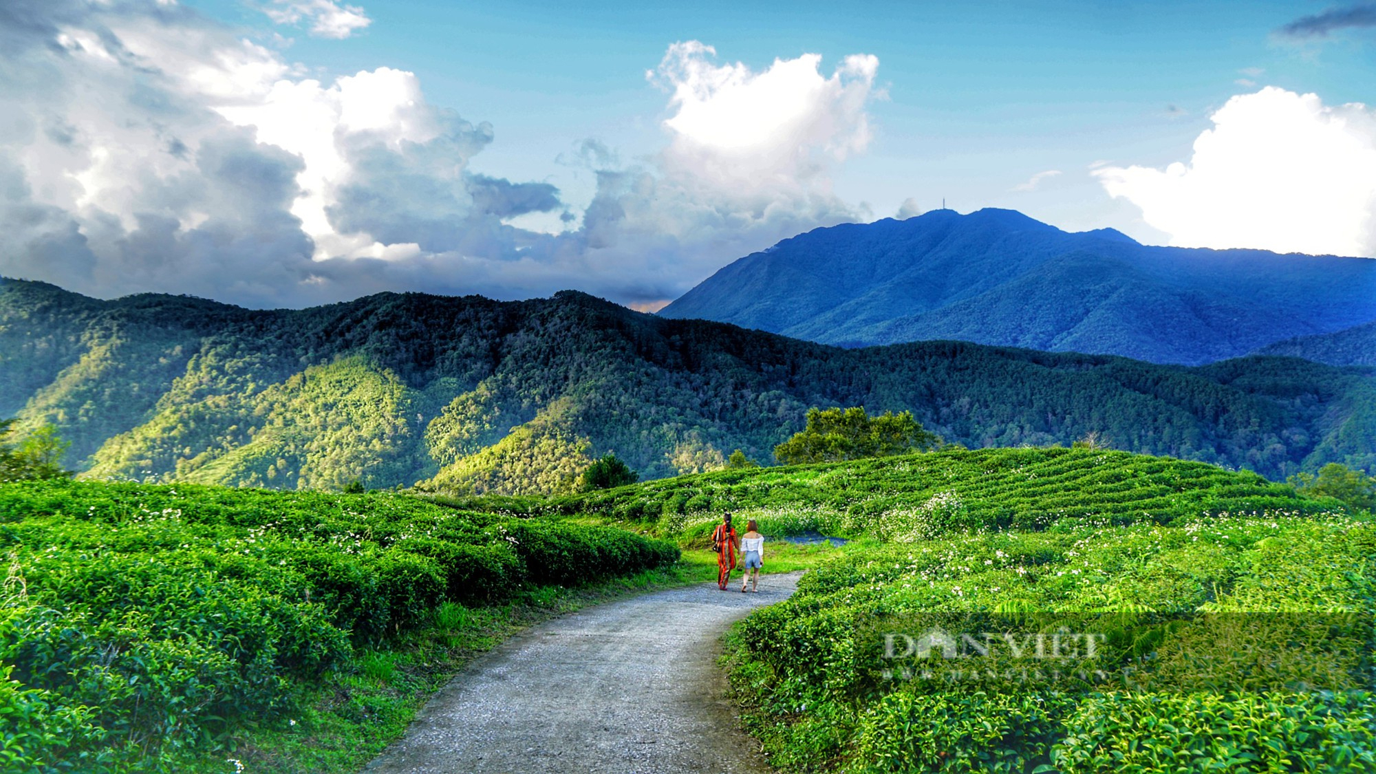 Khám phá Kolia Nguyên Bình, đồi chè đẹp mơ màng thu hút du khách trên đỉnh vùng cao - Ảnh 1.