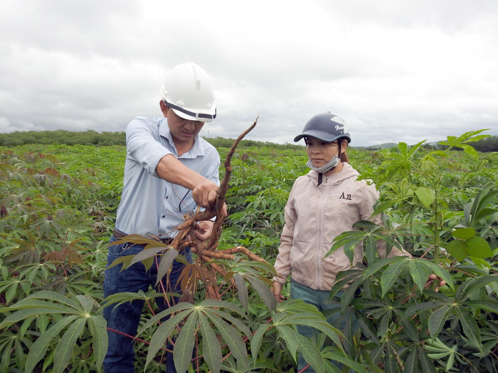 Lá sắn, lá chuối, lá khoai trước bỏ đi nay bán đắt hàng cho nước ngoài, Việt Nam thu ngay 6 triệu USD - Ảnh 1.