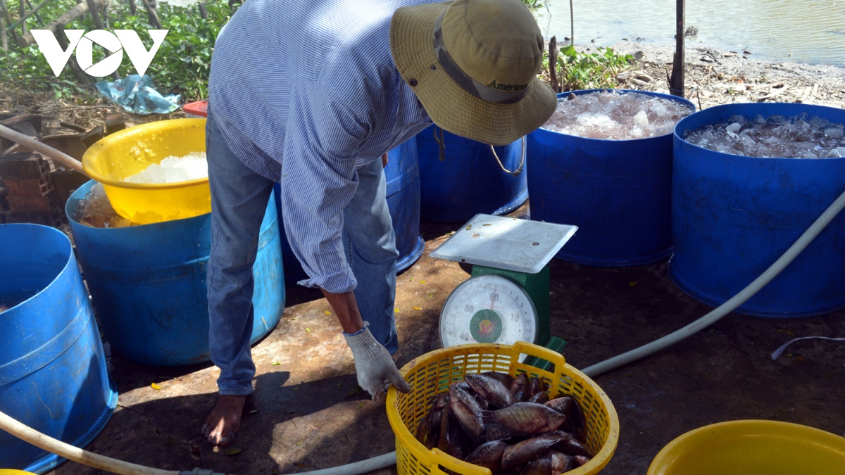Giá cá bổi tại Cà Mau tăng mạnh, cao gấp đôi cùng kỳ năm ngoái - Ảnh 1.