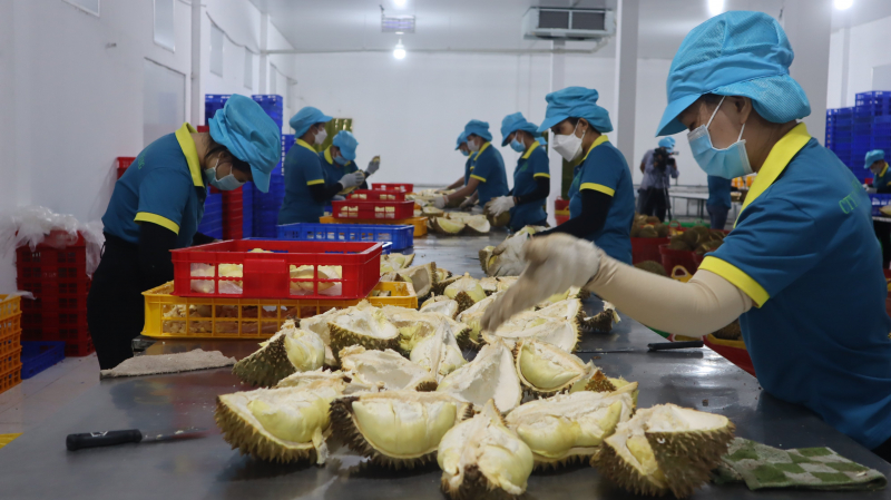 Bình Phước có 5 vườn trồng, 300ha sầu riêng được xuất khẩu chính ngạch sang Trung Quốc - Ảnh 1.