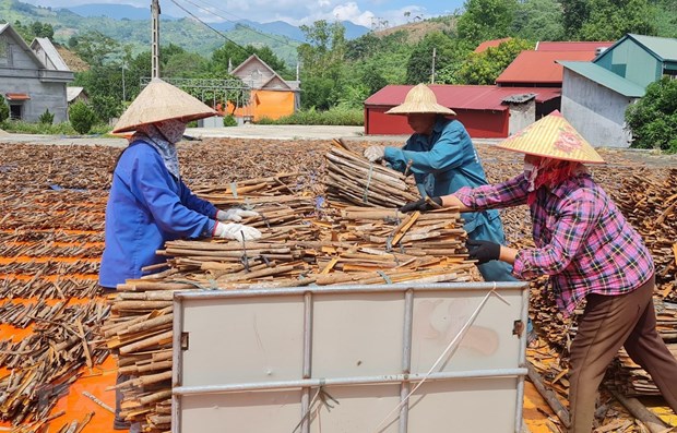 Thứ cây phủ xanh đồi trọc tạo ra nhiều tỷ phú này ở Lào Cai vì sao lại đang phải cảnh báo? - Ảnh 1.