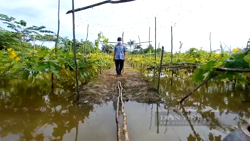 Trồng rau VietGAP, ông nông dân ở TP.HCM bỏ nhà lá xây biệt thự  - Ảnh 5.