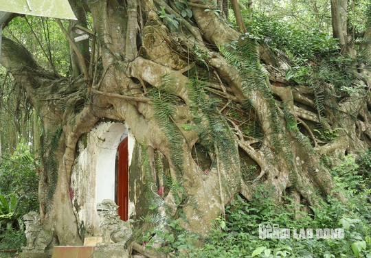 Cây sanh có bộ rễ khổng lồ ôm trọn ngôi miếu thiêng - Ảnh 6.