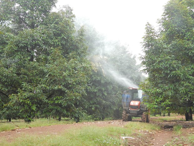 Nông dân ở Bình Phước &quot;hô biến&quot; máy cày thành máy phun thuốc đa năng cho vườn sầu riêng tiền tỷ - Ảnh 3.