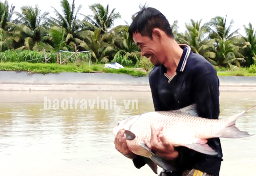 Trà Vinh: Người đầu tiên nuôi cá hô đặc sản ấp Xoài Lơ, con to nhất 18kg, bán giá gần nửa triệu/kg - Ảnh 1.
