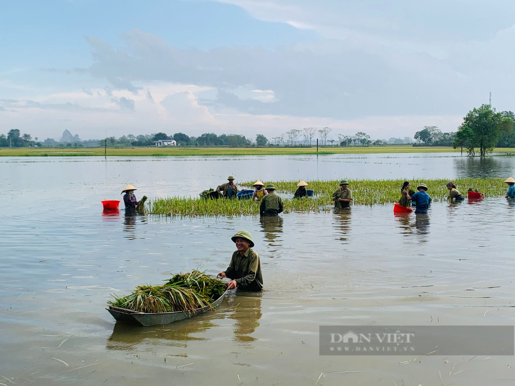 Thanh Hoá: Hội viên nông dân Đông Sơn cùng giúp nhau thu hoạch lúa bị ngập - Ảnh 1.
