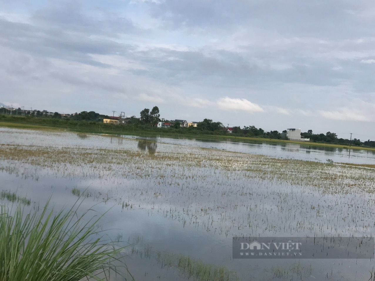 Thanh Hoá: Hội viên nông dân Đông Sơn cùng giúp nhau thu hoạch lúa bị ngập - Ảnh 7.