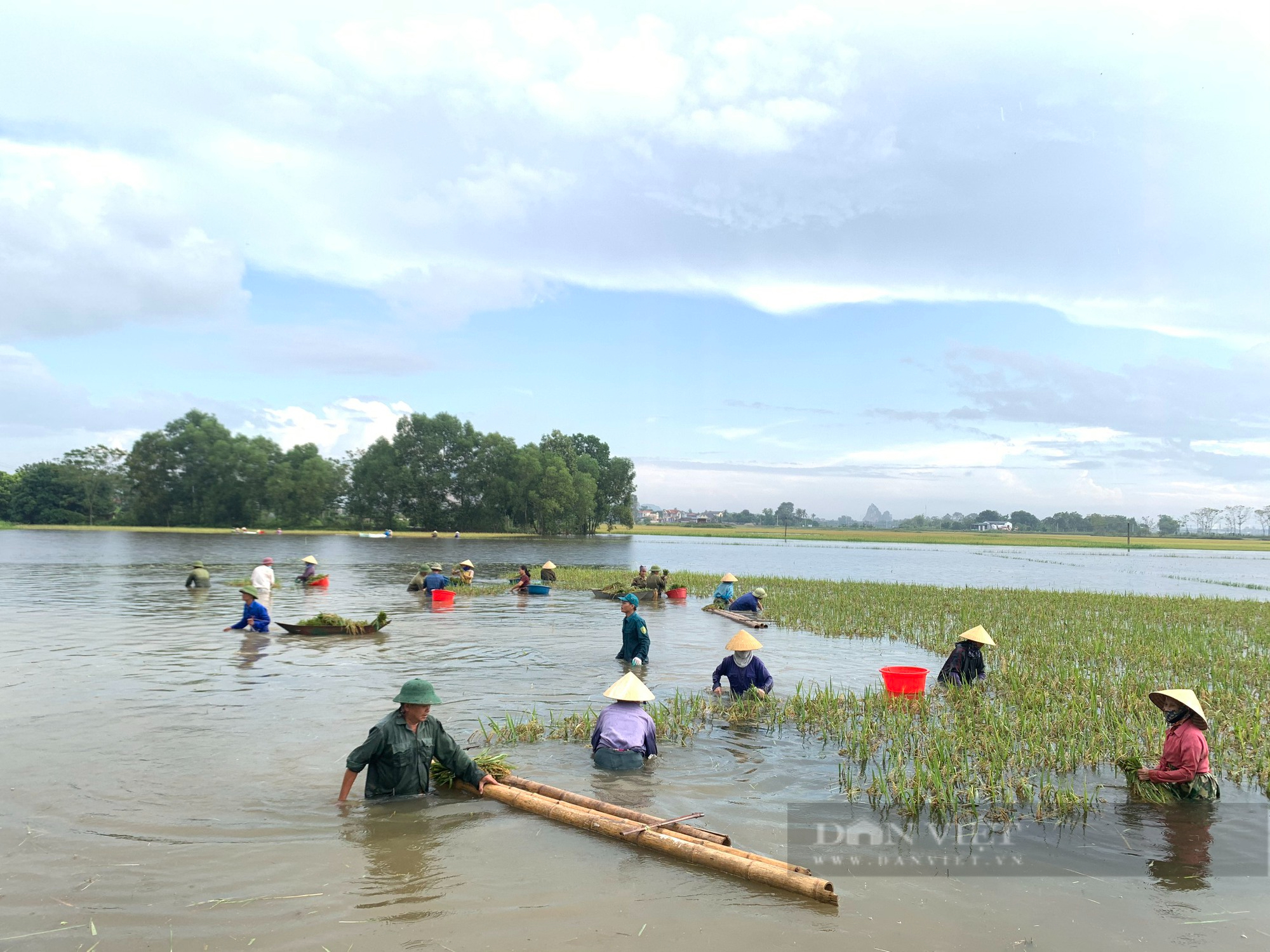 Thanh Hoá: Hội viên nông dân Đông Sơn cùng giúp nhau thu hoạch lúa bị ngập - Ảnh 4.
