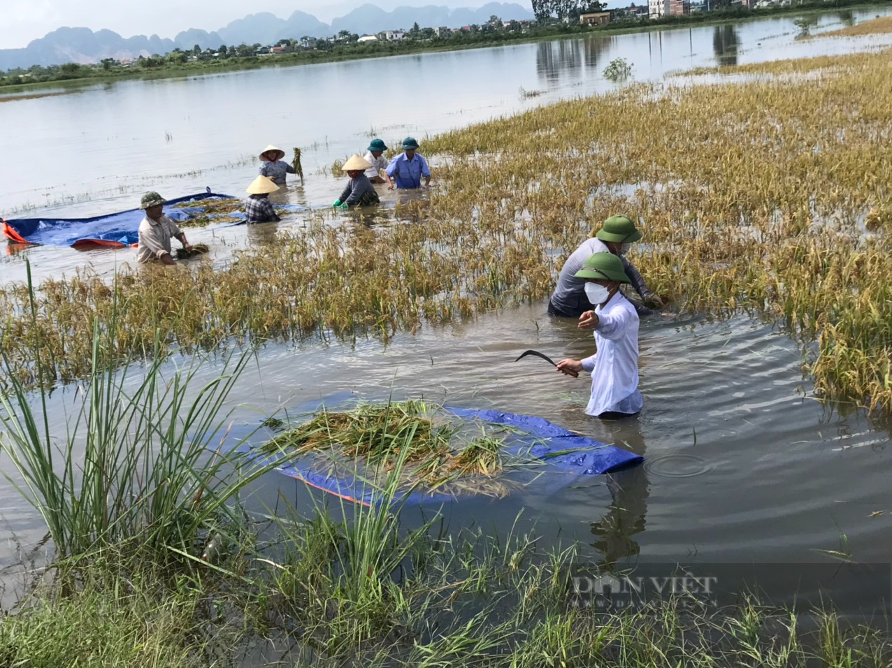 Thanh Hoá: Hội viên nông dân Đông Sơn cùng giúp nhau thu hoạch lúa bị ngập - Ảnh 6.