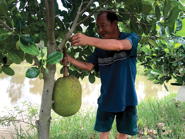 Mít Thái loại 1 giá 34.000 đồng/kg ở Đồng Tháp, bán một trái mít to, nhà vườn lại có ngay vài trăm ngàn - Ảnh 1.