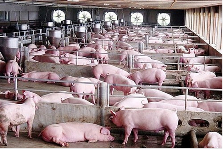 Lợn hơi có trọng lượng lớn trên 1 tạ đang được xả bán mạnh - Ảnh 2.