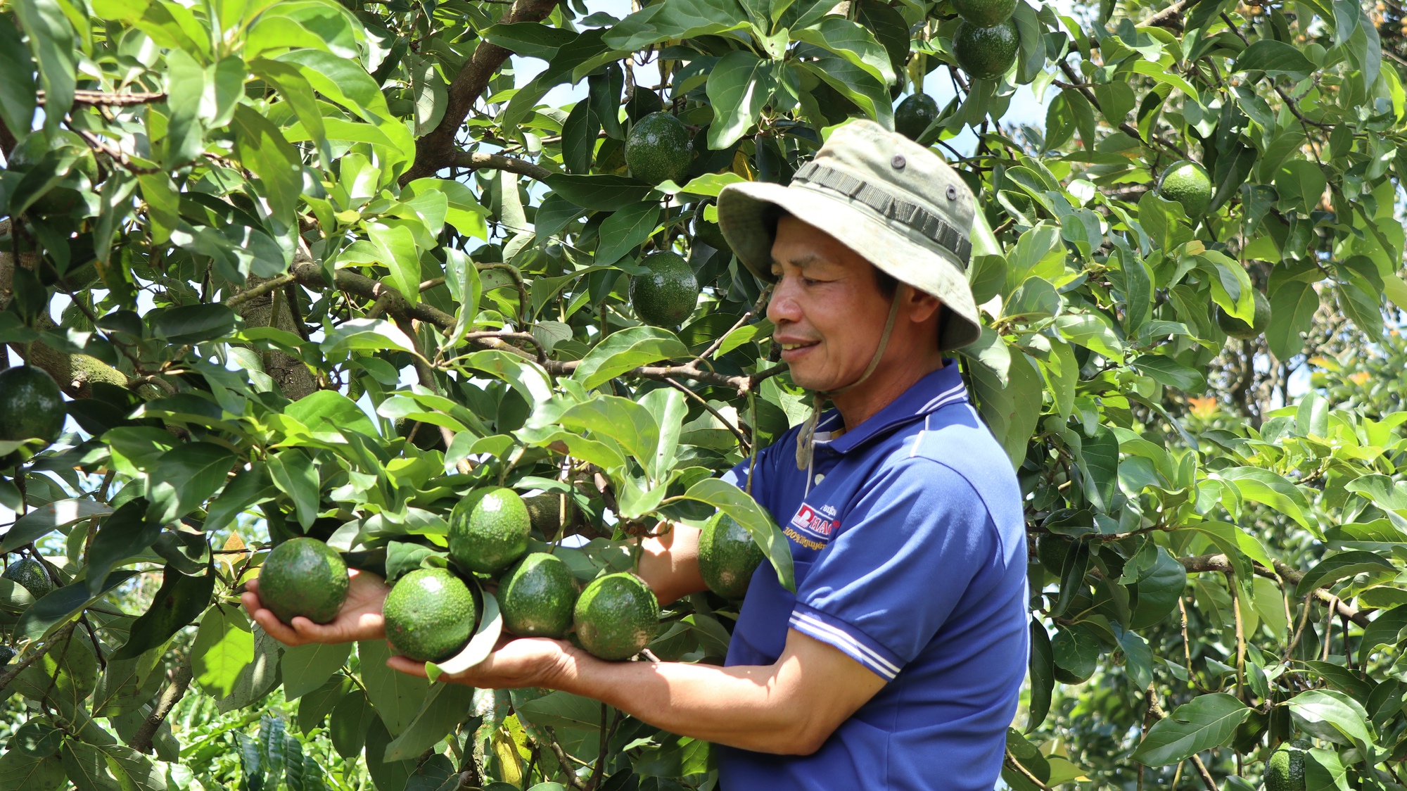 Chương trình OCOP ở Lâm Đồng: Phát triển sản phẩm gắn với xây dựng vùng nguyên liệu nông sản - Ảnh 2.