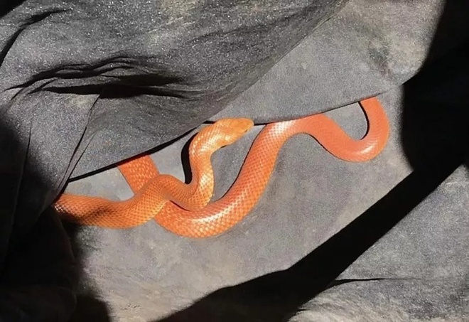Phát hiện cặp rắn lạ màu cam cực độc trong bãi đậu xe ở Australia - Ảnh 1.